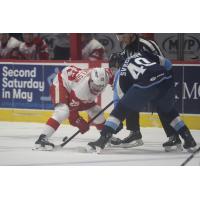 Grand Rapids Griffins' Nate Danielson versus Milwaukee Admirals' Fyodor Svechkov