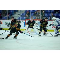 Vancouver Giants goaltender Matthew Hutchison